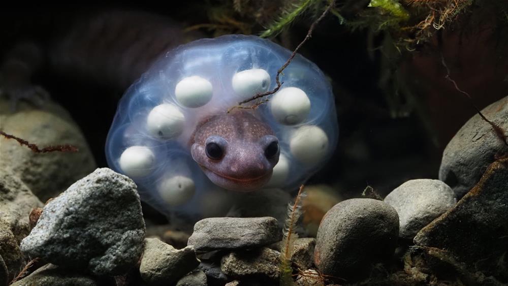 雄性護卵阿里山山椒魚