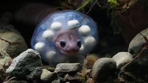 雄性護卵阿里山山椒魚