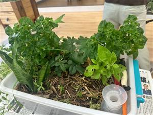 1140727-居家毛細植床