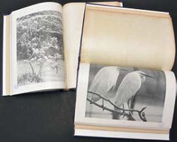 岡本東洋《花鳥寫真圖鑑》中的攝影作品。