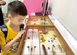 臺中市立圖書館葫蘆墩分館「自然觀察營」展示昆蟲標本，吸引孩子駐足觀察。