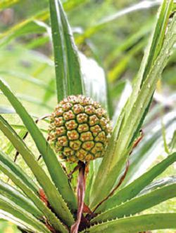 原生植物園內的臺灣原生植物—林投。