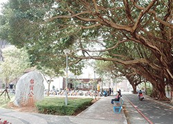 圖書館和老榕樹們合為一體,建築物外的木條仿作成榕樹的氣根,一條條規則地爬在大片落地窗上,一吸一吐都彼此搭配著