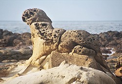 大坪海岸的海豹岩因海浪長年沖刷而成