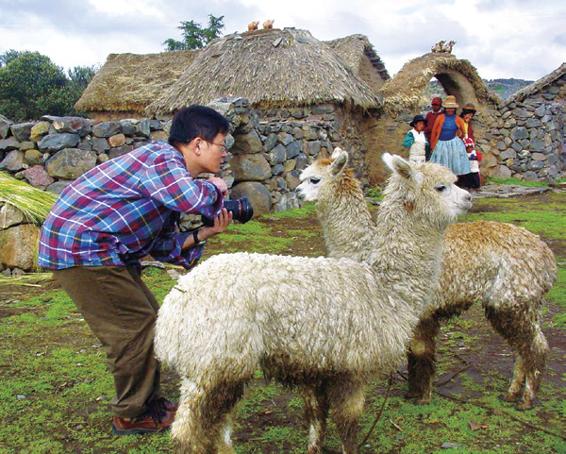 在祕魯的的喀喀湖畔，邱一新與羊駝相見。