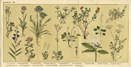 伊藤武夫《臺灣高山植物圖說》中手繪彩色植物圖像。