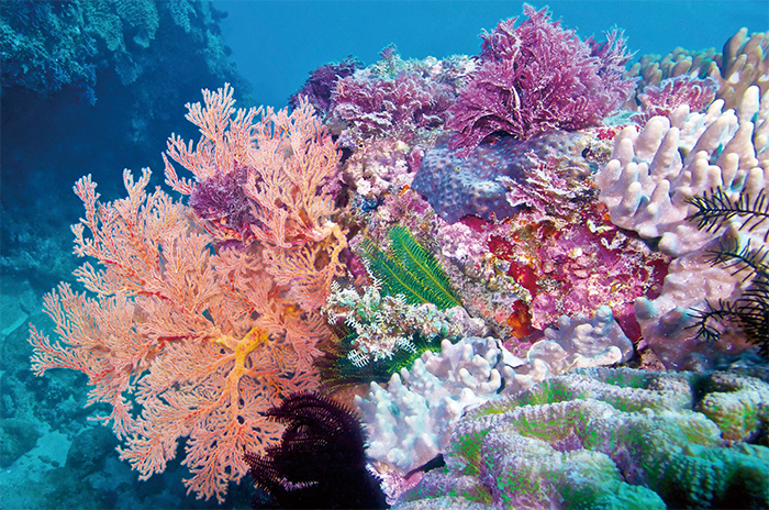 豐富的珊瑚生態蘊藏在臺灣南北海域，不僅是海洋生物賴以生存的「母親」，也默默守護你我的生命。