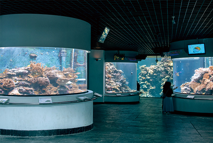 海生館裡的「珊瑚王國館」，能讓民眾近距離觀察珊瑚的生態奧祕。