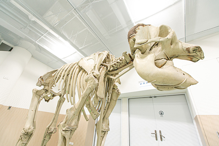 大象綾子的骨骼標本。