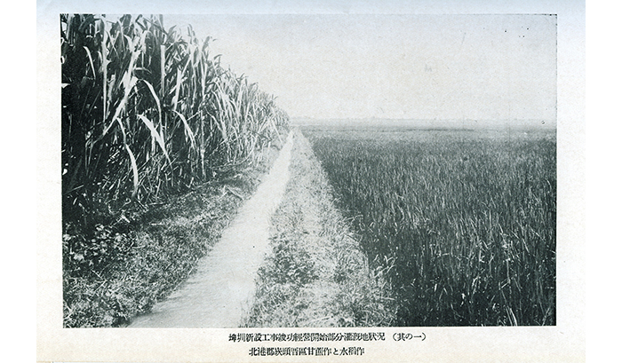 北港郡崁頭厝區甘蔗與水稻種植。