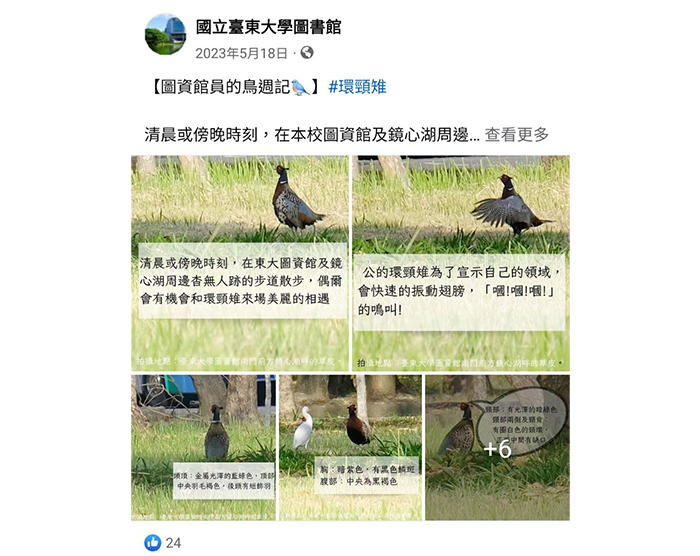 「圖資館員的鳥週記」曾介紹珍貴稀有的保育類鳥類赤腹鷹或環頸雉，在繁殖季或過境季節時，有機會於東大圖資館週邊看見。