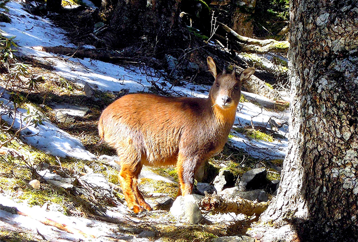 「長鬃山羊」為臺灣唯一的野生牛科動物，亦是臺灣的特有種，又稱「臺灣野山羊」。