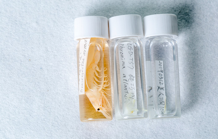 磷蝦、櫻花蝦亦是浮游生物的一分子。