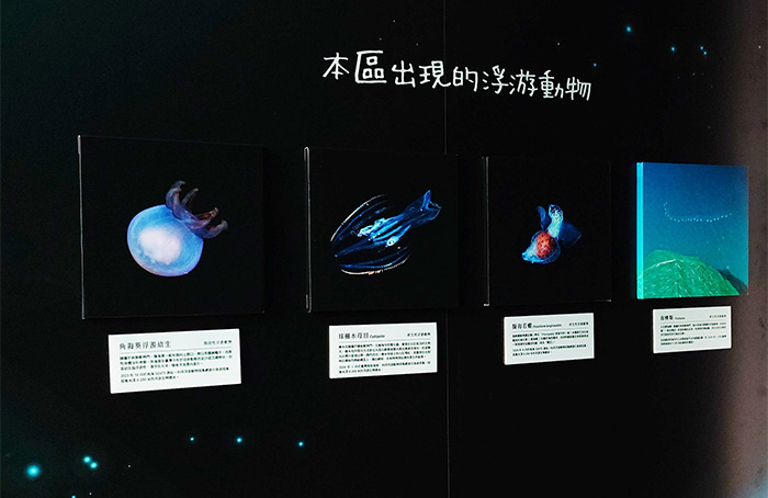 浮游動物在結構上所發出的物理光，擺動起來就像七彩霓虹般閃爍，令人目不暇給。