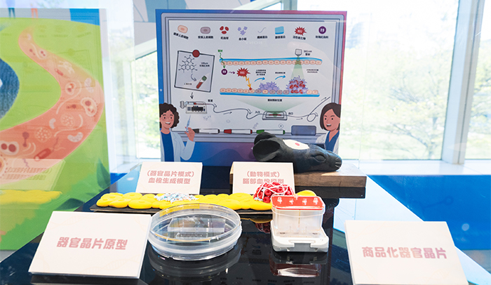 「器官晶片」透過實體模型與動畫輔助，轉化為大眾能理解的視覺語言。