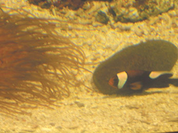 小丑魚搧動鰭提供魚卵氧氣