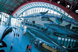 海生館大廳懸掛了海豚、大章魚、鯨鯊、殺人鯨等模型，展現海生館的主體性。