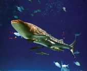 俗稱豆腐鯊的鯨鯊是瀕臨絕種的保育類魚類。
