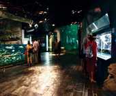 在「河邊溪緣」的展示窗，遊客可以觀察兩棲類與爬蟲類的生態。
