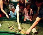 台灣水域館設有觸摸池,讓遊客觸摸這些海底生物。