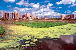 洲仔濕地公園，人為創造都市濕地，兼具生物棲地及人類休閒遊憩。(金成財攝)