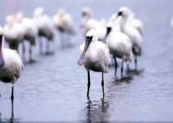 黑面琵鷺是國際矚目的明星鳥，在工業開發與漁業保護中，扮演重要角色。(翁榮炫攝)