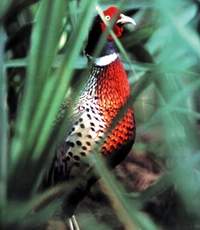 《基因生萬物》以科普方式介紹台灣的多樣生態(圖為保育性鳥類)