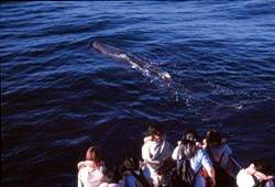 透過賞鯨活動，可讓更多人親近海洋、認識海洋。(廖鴻基提供)