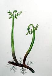 每畫一次,都是一段感情。(圖為正蕨)