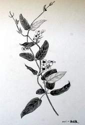 生長於荒山草地的雞屎藤,不僅小巧可愛,亦可入藥。