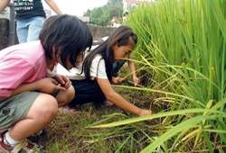 農業課程的體驗更觸發學童的學習動力。(侯聰慧攝)