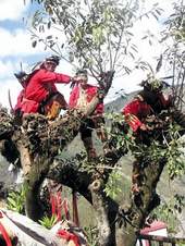 鄒族傳統祭典「瑪雅斯比」中，鄒族勇士爬上男子會所前的「神樹」（赤榕），將樹枝砍除，象徵為天神修築天梯，歡迎天神降臨。