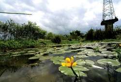 永和社大的生態園區一景。(永和社大提供)
