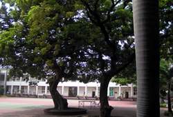 校園內的百年老樹，姿態昂然，承載著師生百年記憶。