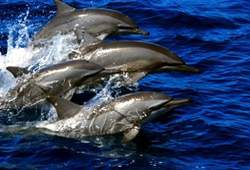飛旋海豚一起衝出水面換氣。