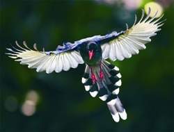 藍鵲面迎。