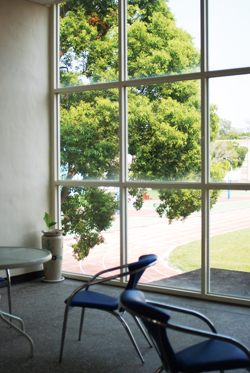 館外的大樹隨風搖曳著。