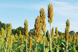 豔陽下的高粱田,結實纍纍的希望。