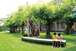 每位孩子的心中，都會想要擁有一座樹屋。