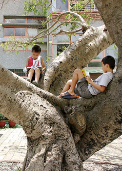 孩子可以無拘無束的坐在大樹上閱讀，享受閱讀的美好。