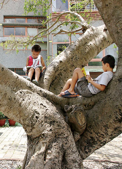 孩子可以無拘無束的坐在大樹上閱讀,享受閱讀的美好。