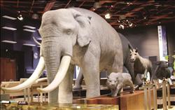 「臺灣自然史」的中心展示，透過8 種全尺寸的大型陸生哺乳動物復原模型，以及相關的出土化石陳列，讓民眾對冰河時期壯觀的動物群相留下深刻印象。