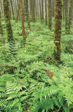 柳杉林又稱為國父百歲紀念林，內植有超過50 種蕨類的蕨園。