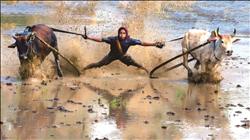 林春重攝影作品「Bull Racing」獲區域國家獎首獎。