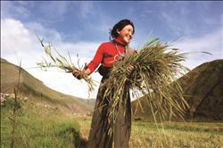 第二名李承臻作品「Joy of harvesting」。