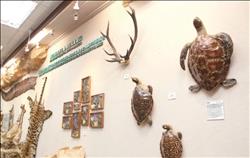 博物館特別展出沒入之瀕臨絕種野生動物標本,並透過導覽解說提升民眾對保育動物的認識。