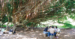 在風剪樹林區下野餐,別有情趣。