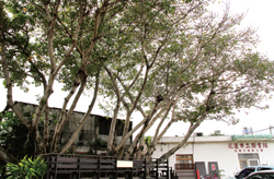花蓮市立圖書館兒童分館戶外閱讀區。