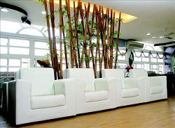 以竹林作為空間主角，結合無瑕的白沙發，表現回歸自然、原樸的意念。