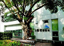 一樓故事區位於圖書館後院大樹下，是說演故事的最佳場域。